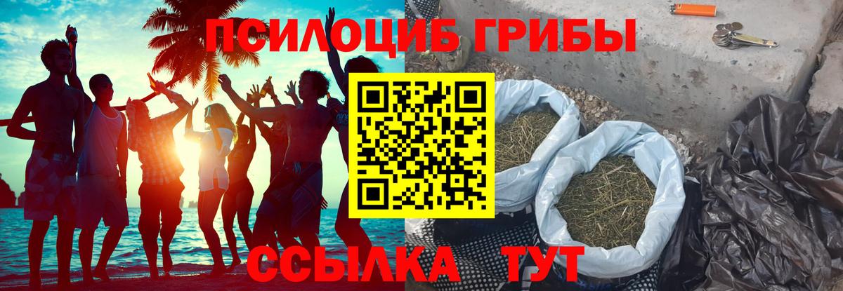 Галлюциногенные грибы Psilocybine cubensis Новочеркасск